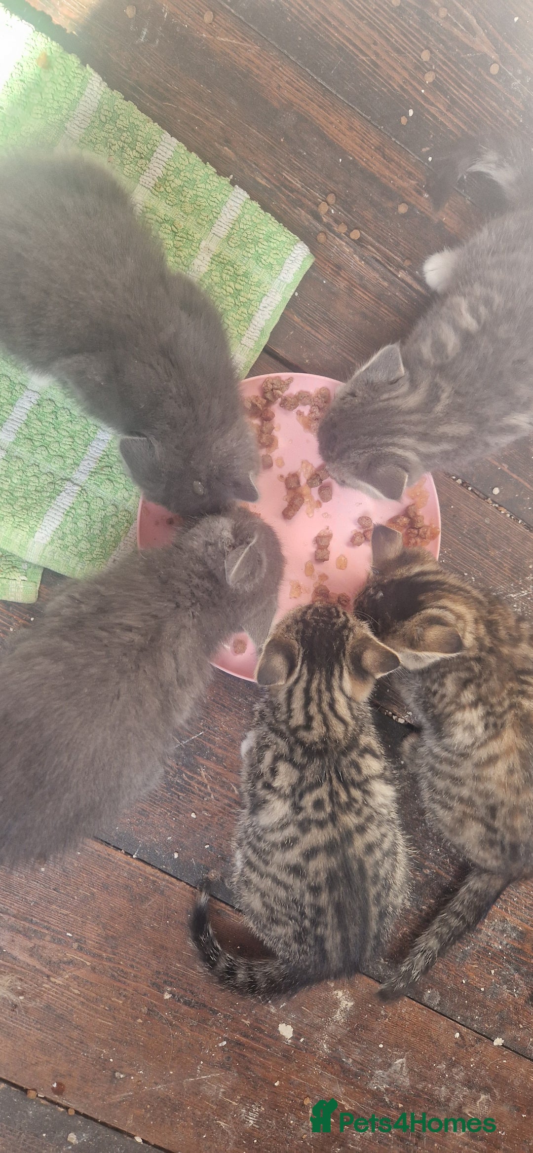 Mixed Breed cats for sale: Beautiful Greys and Tabby Markings - Image 2