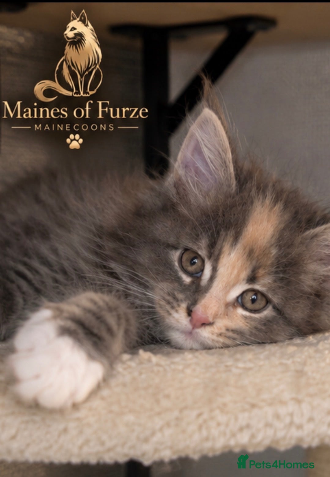 Maine Coon cats 🐾 FINAL ONE  -MAINE COON KITTENS 🐾 - Advert 2
