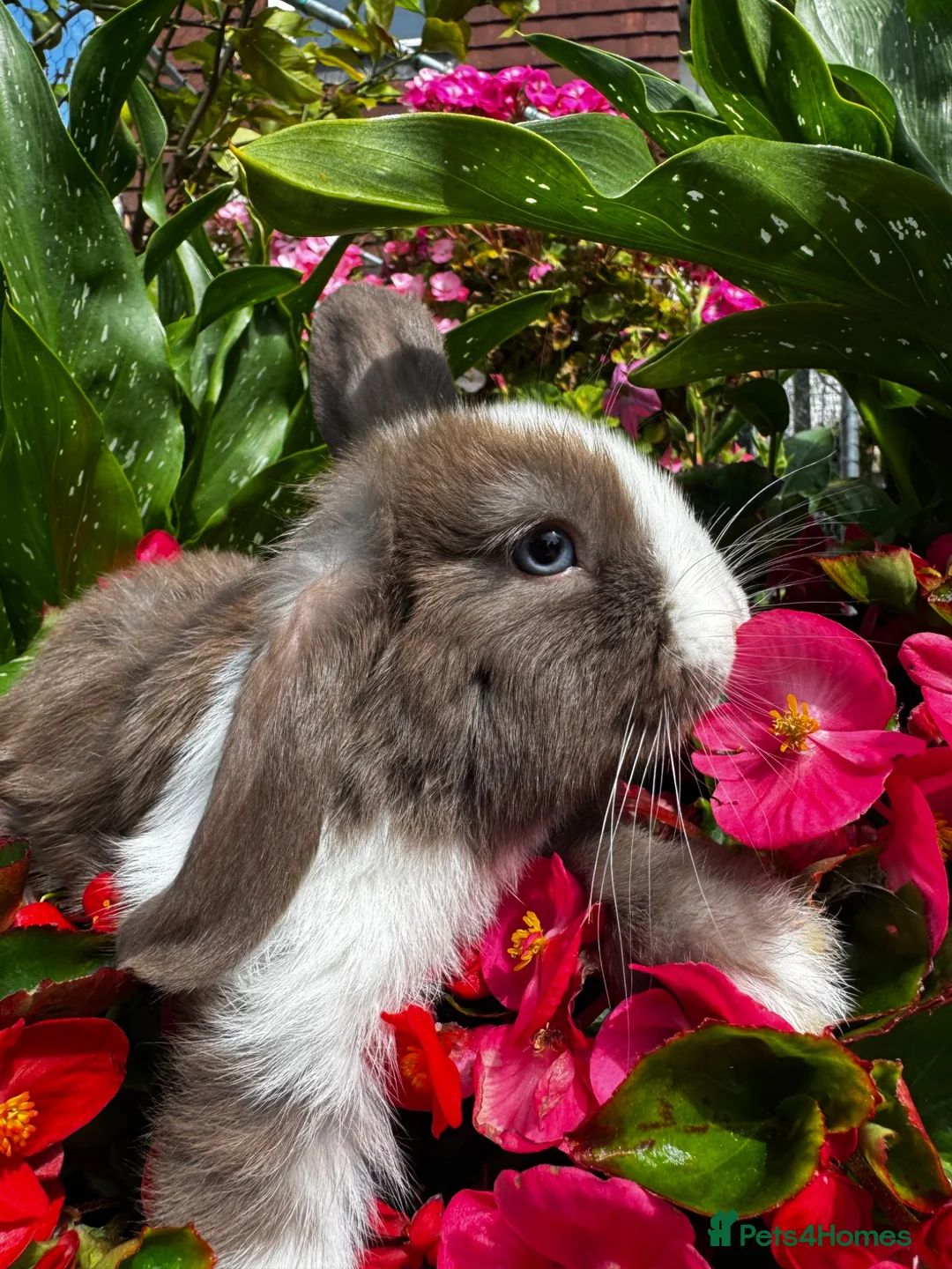 Mixed Breed rabbits for sale: READY NOW 4 girls holland mix  - Advert 1