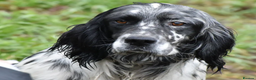 English Setter dogs for adoption: Rock  - Advert 21