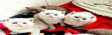 British Shorthair Kitten 3