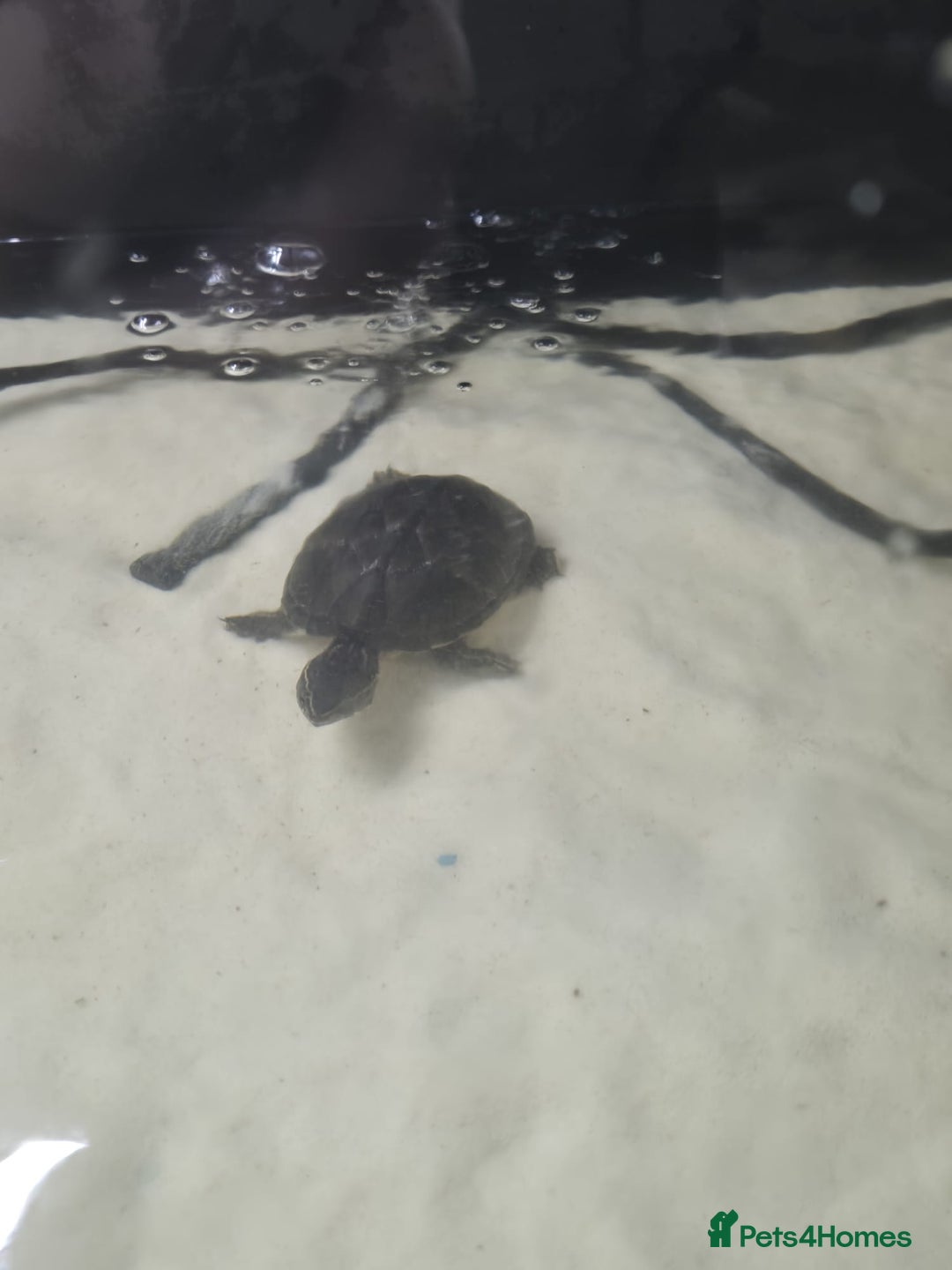 Other/Mixed Breed fish for sale: Fluvel fish tank complete set up  - Advert 18