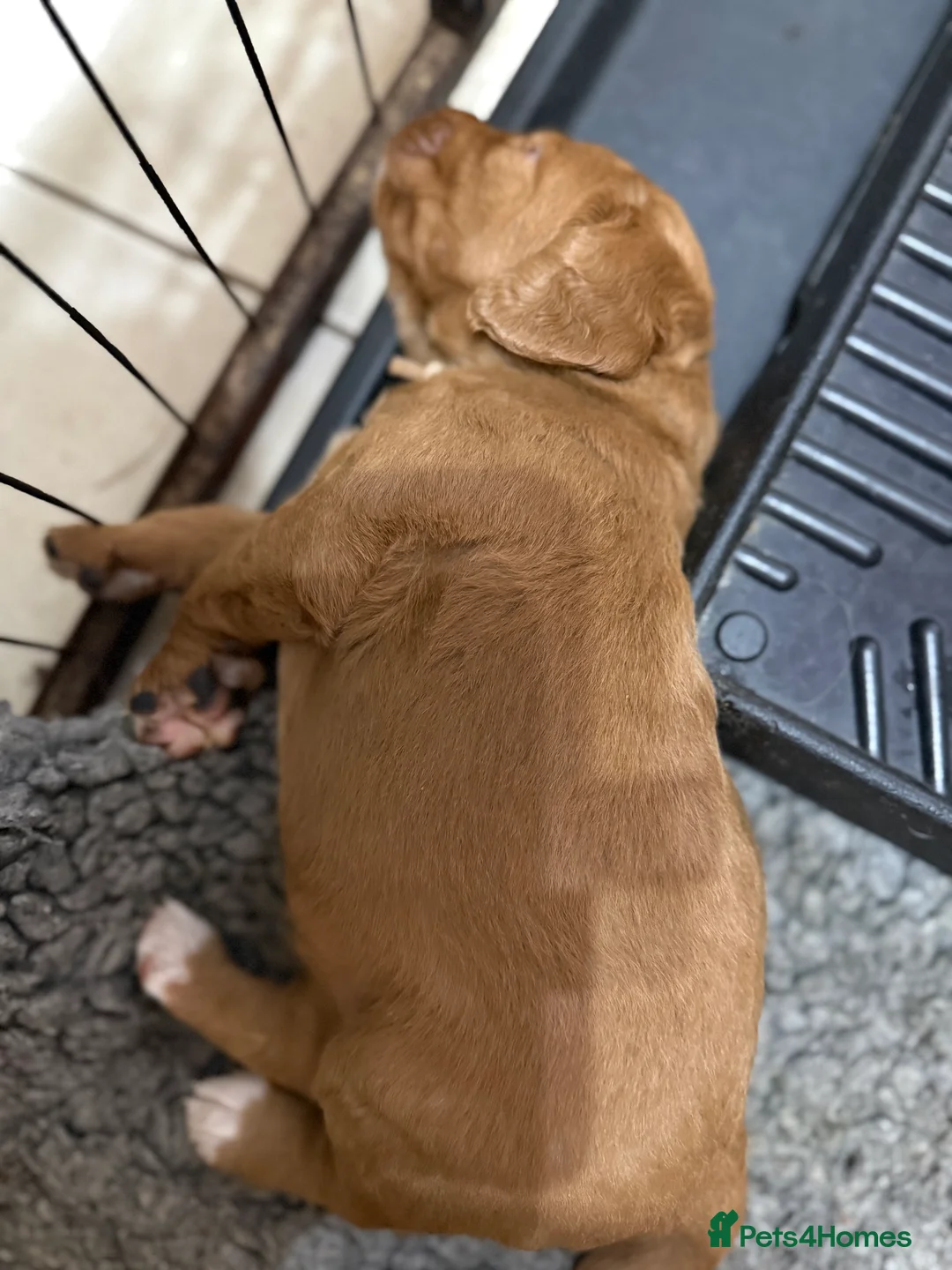 Mixed Breed dogs for sale: Fully health tested multi generation labradoodle  - Advert 28
