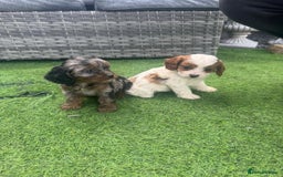 Cavapoo dogs for sale: F1 cavapoo puppies for sale - Image 15