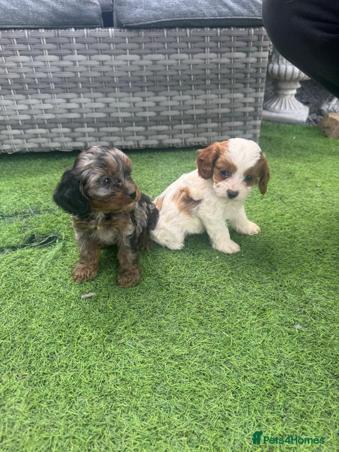 Cavapoo dogs for sale: F1 cavapoo puppies for sale - Image 15