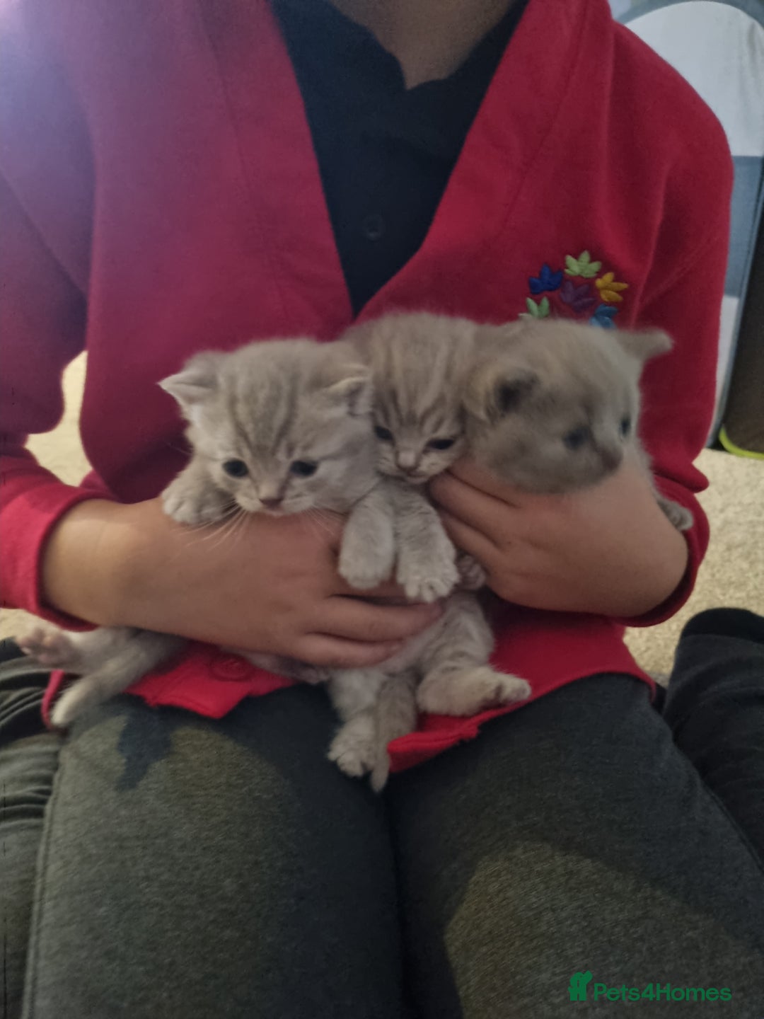 British Shorthair cats for sale: Beautiful British shorthair babies  - Image 6