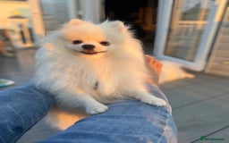 Pomeranian dogs for sale: Pure breed Pomeranian boy and girls  in London - Image 12