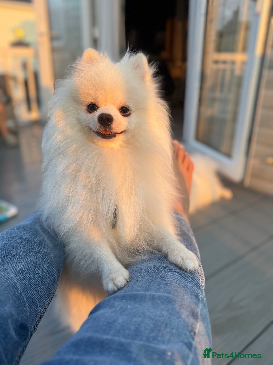 Pomeranian dogs for sale: Pure breed Pomeranian boy and girls  in London - Image 12