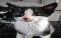Mixed Breed cats for sale: ****** - Image 3