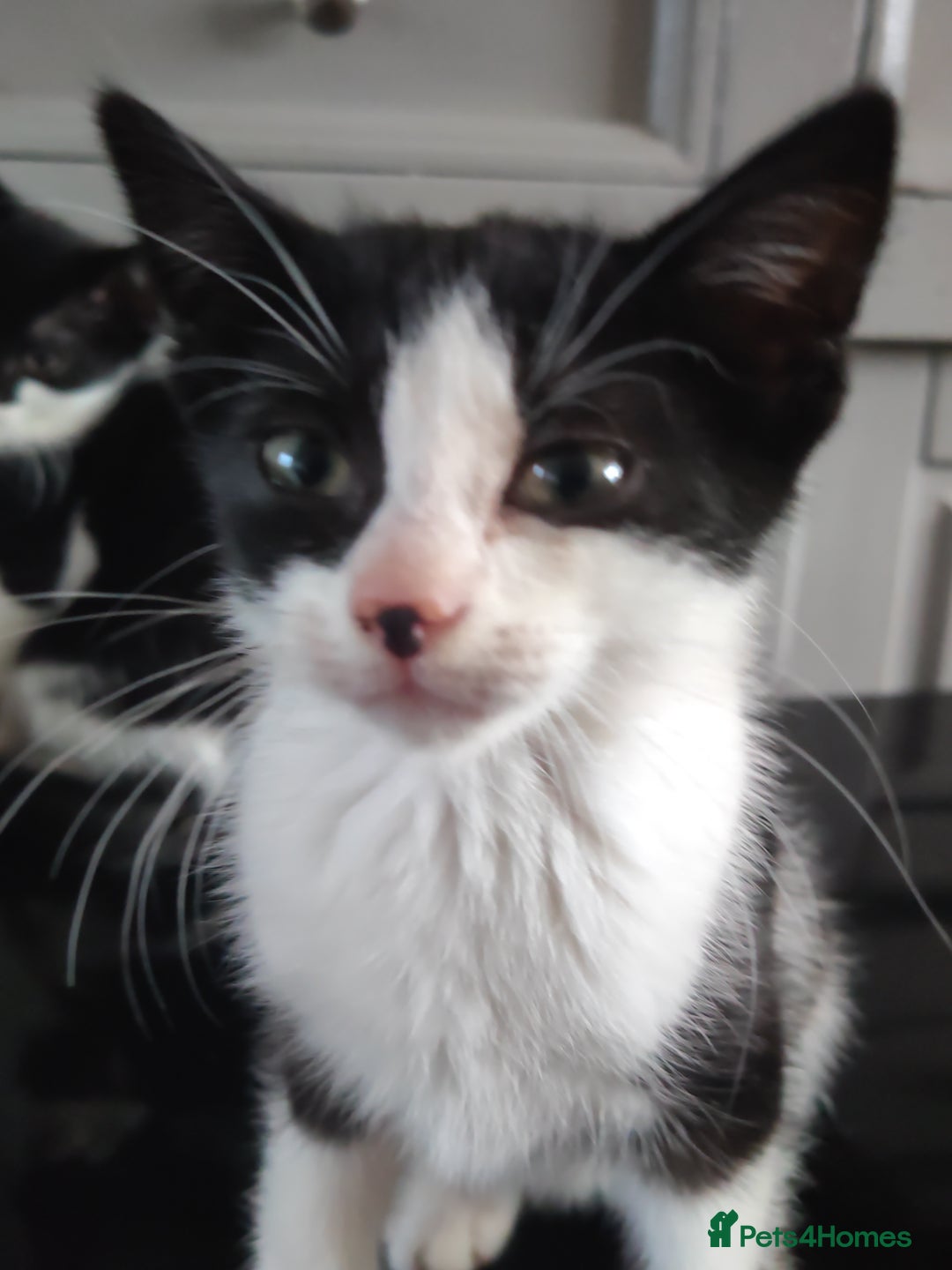 Mixed Breed cats for sale: ****** - Image 3