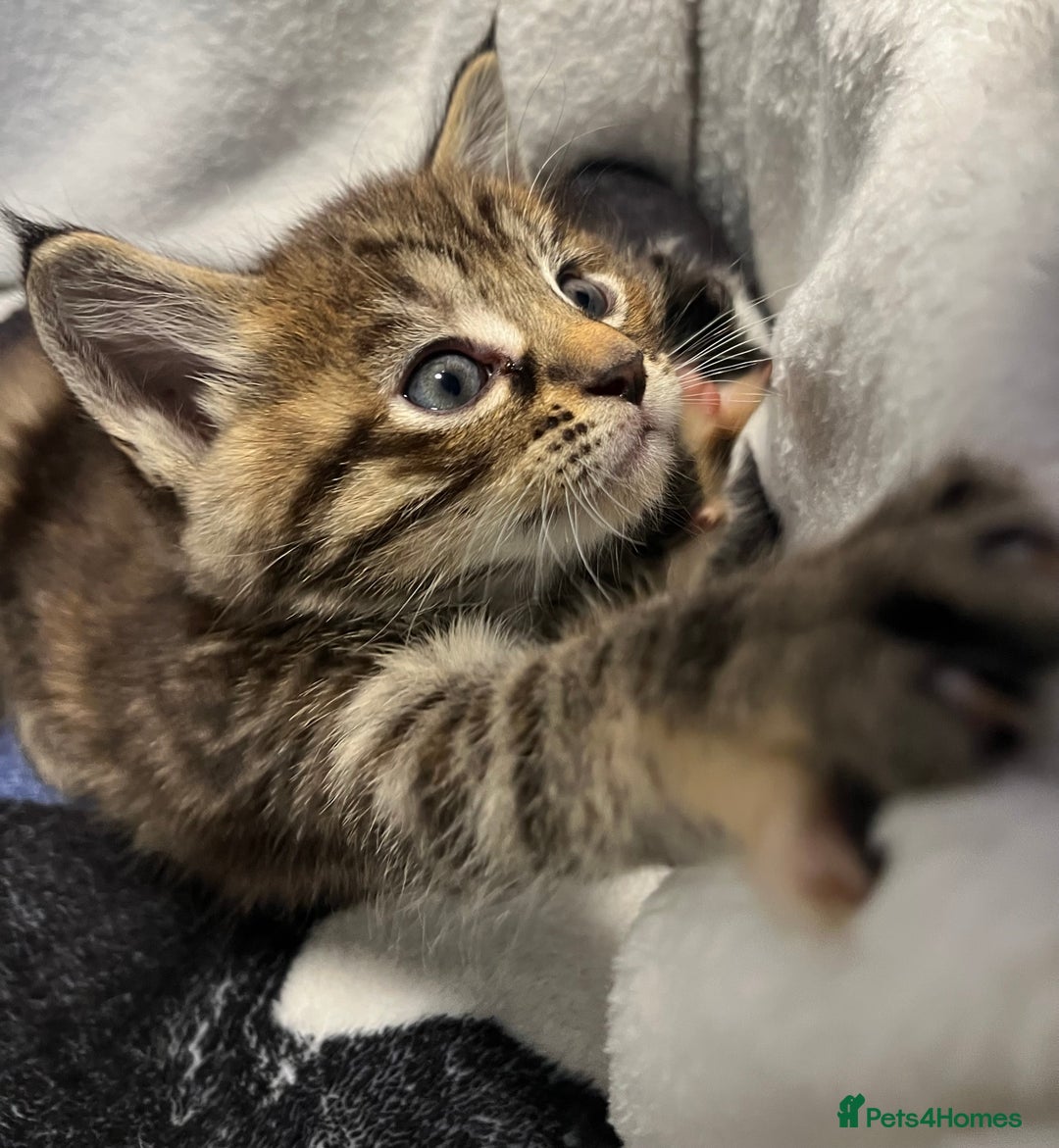 Maine Coon cats for sale: Stunning Half Maine coon kittens  - Image 15