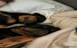 Rottweiler dogs for sale: Pedigree German chunky Rottweiler puppies  - Image 6