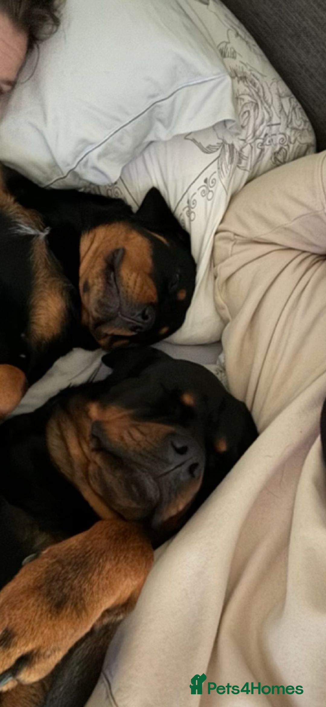 Rottweiler dogs for sale: Pedigree German chunky Rottweiler puppies  - Image 6