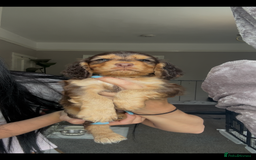 Cocker Spaniel dogs for sale: 7 beautiful chocolate sable cocker spaniels - Image 25