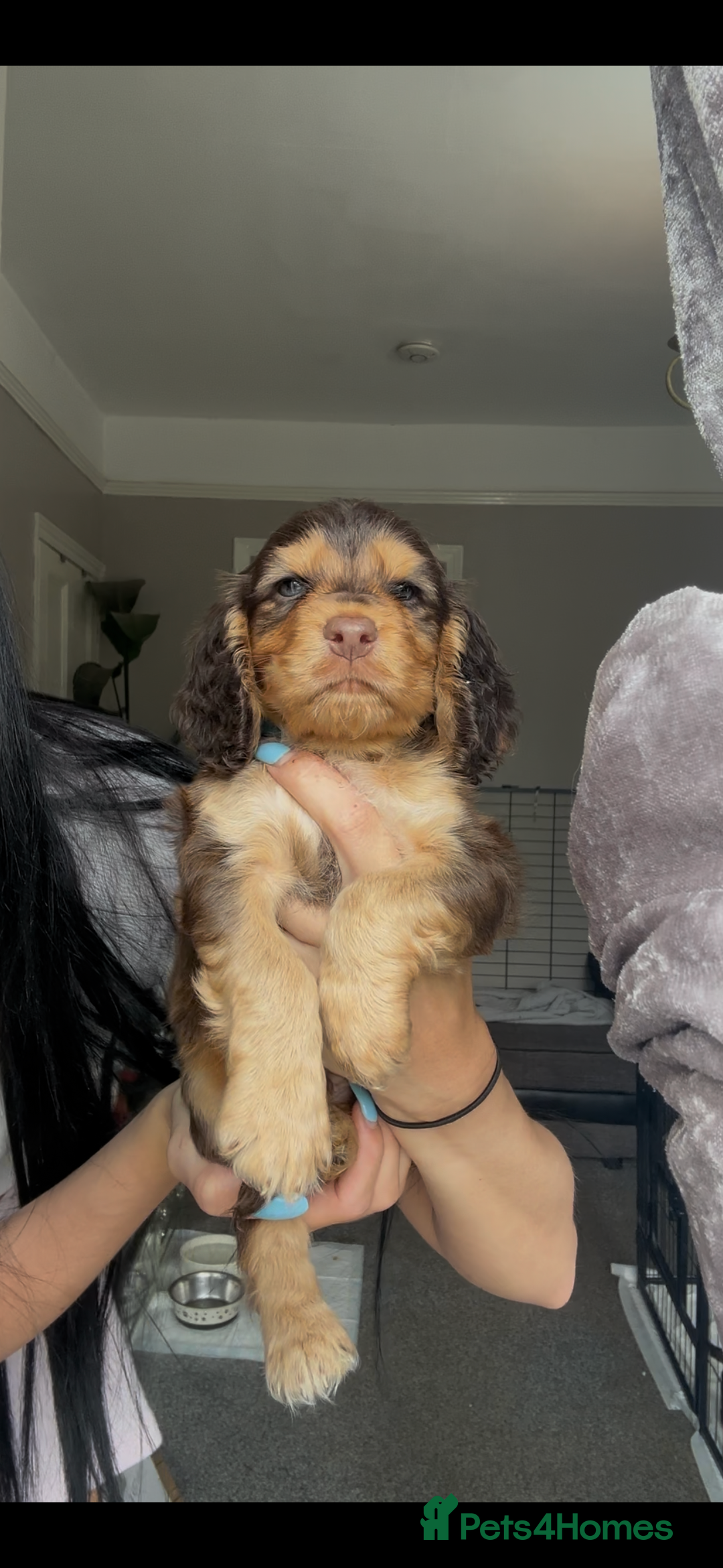 Cocker Spaniel dogs for sale: 7 beautiful chocolate sable cocker spaniels - Image 25