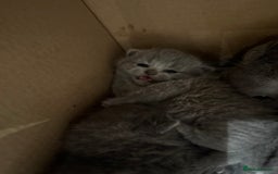 Scottish Fold cats for sale: Scottish fold  - Image 5