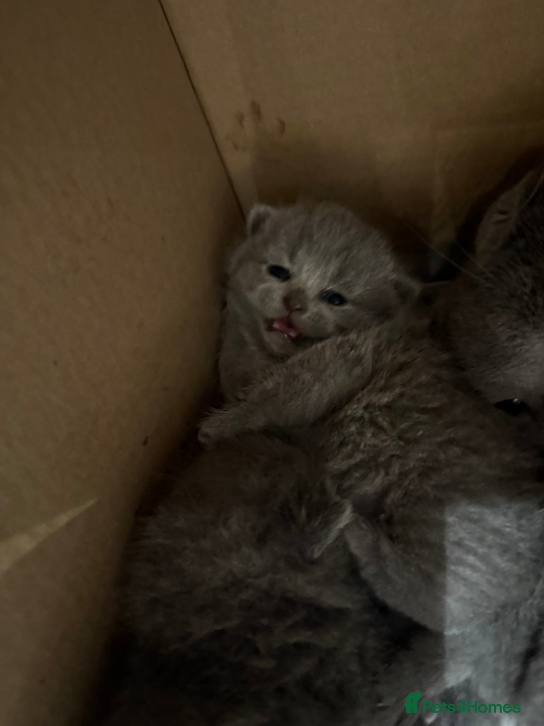 Scottish Fold cats for sale: Scottish fold  - Image 5