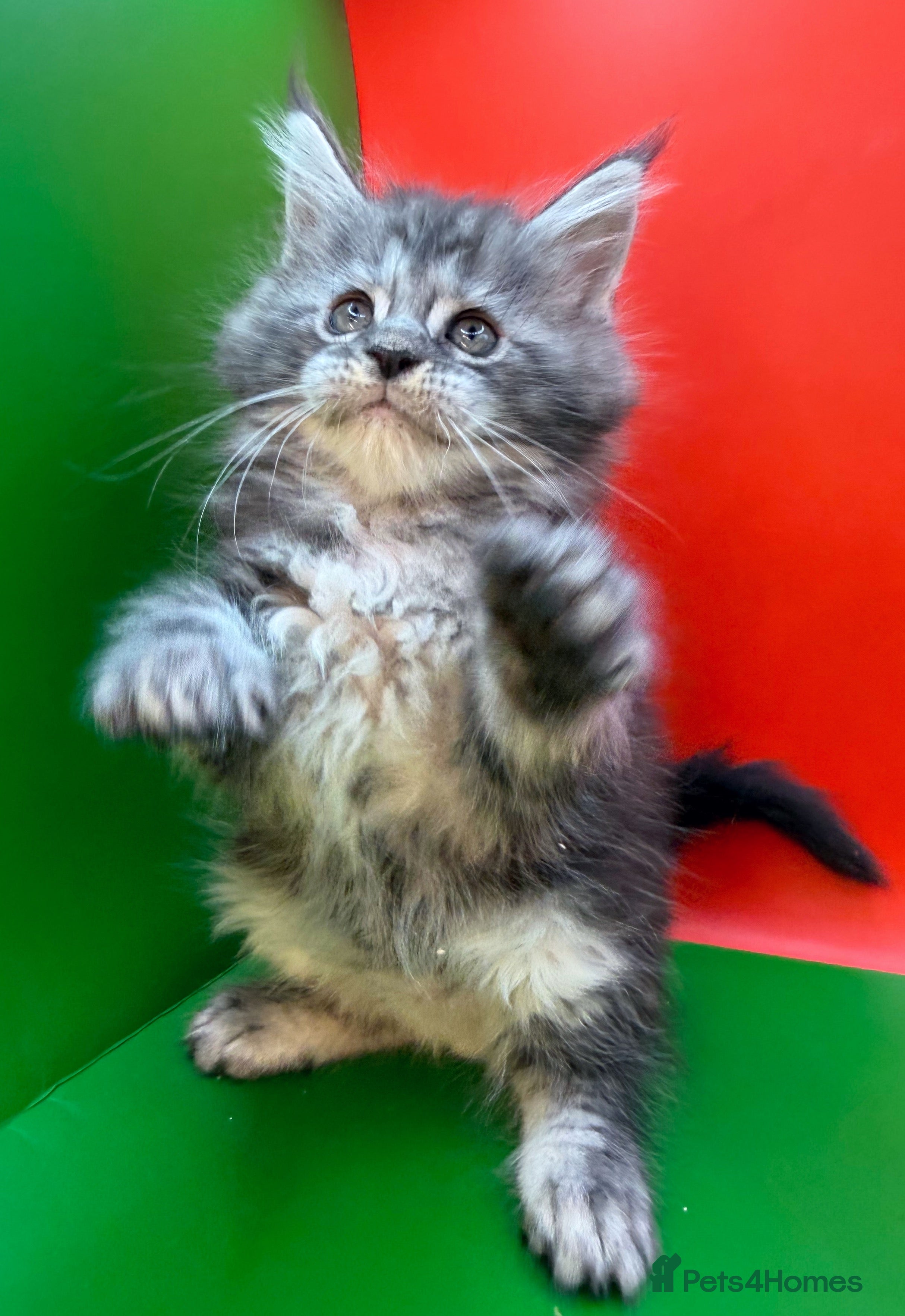 Maine Coon cats Maine Coon kittens Tica Reg.  - Advert 16