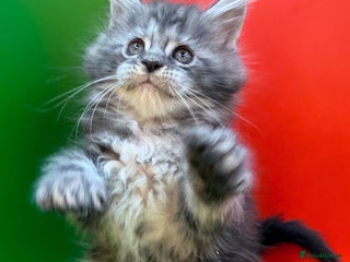 Maine Coon cats Maine Coon kittens Tica Reg. - Advert 16