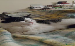 Mixed Breed cats for sale: Beautiful Maine Coon x kittens - Image 12