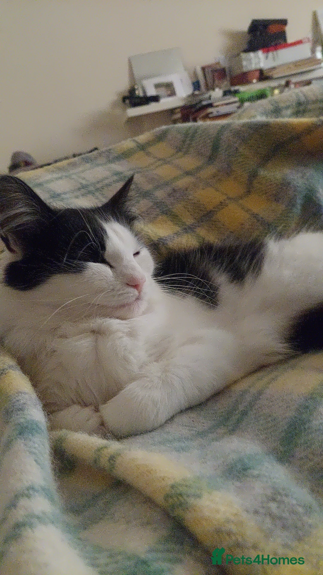 Mixed Breed cats for sale: Beautiful Maine Coon x kittens - Image 12