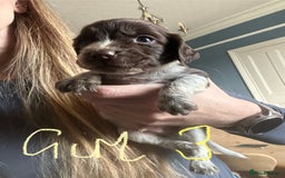 Sprocker dogs for sale: Sprocker Spaniel - Advert 8