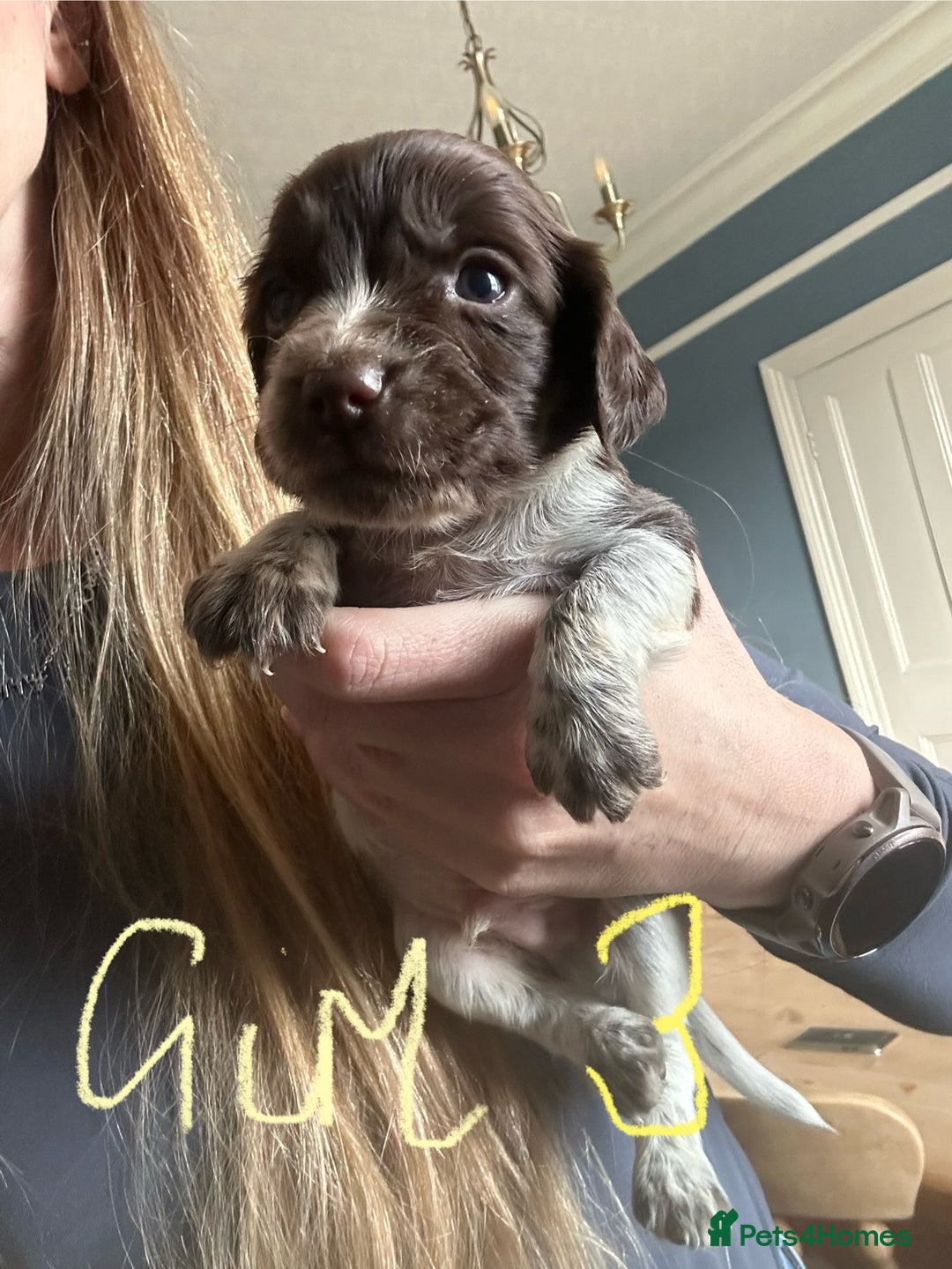 Sprocker dogs for sale: Sprocker Spaniel - Advert 8