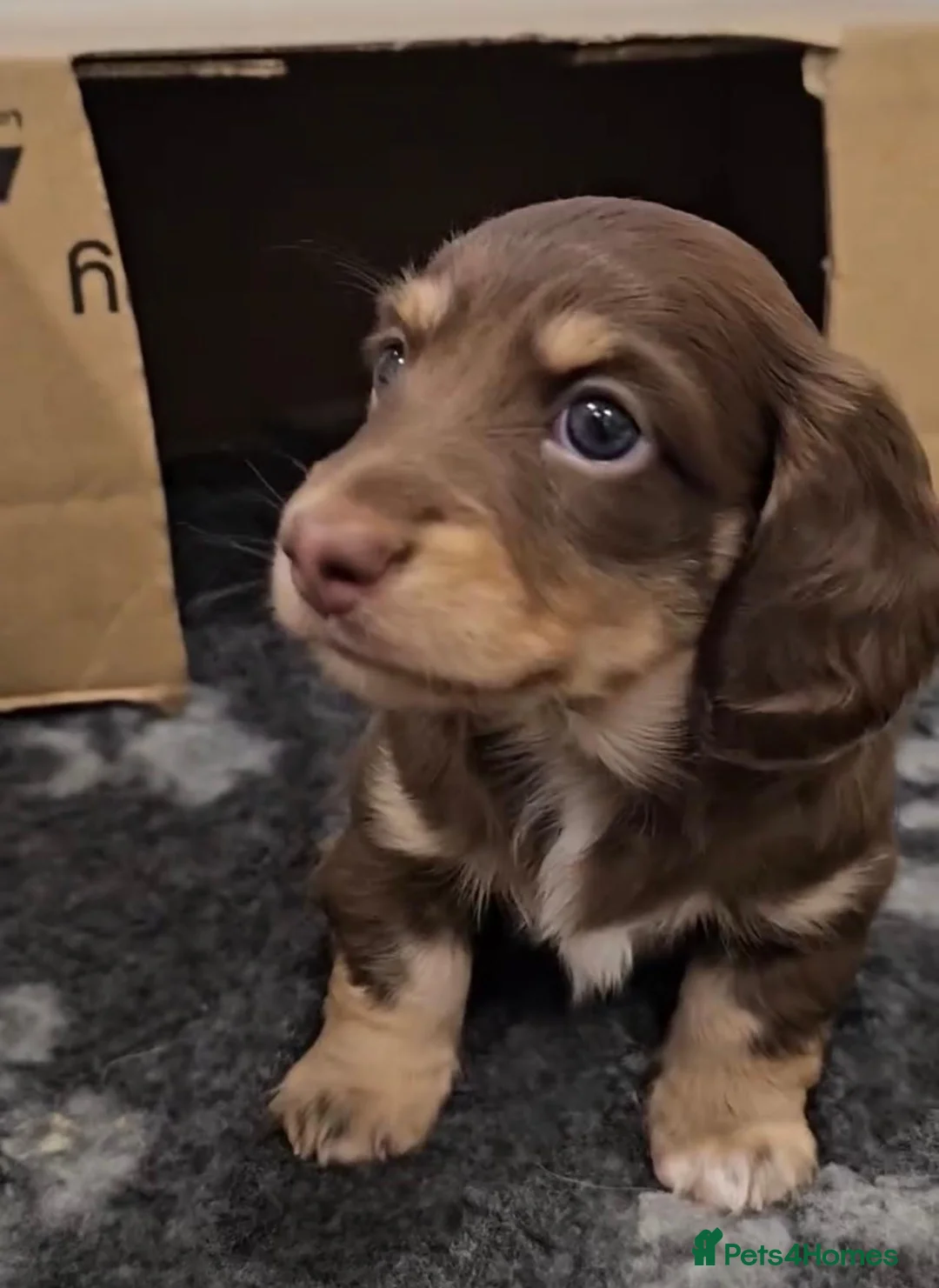 Miniature Dachshund dogs for sale: Long Coat Miniature Dachshund puppies. in Sheffield - Advert 2
