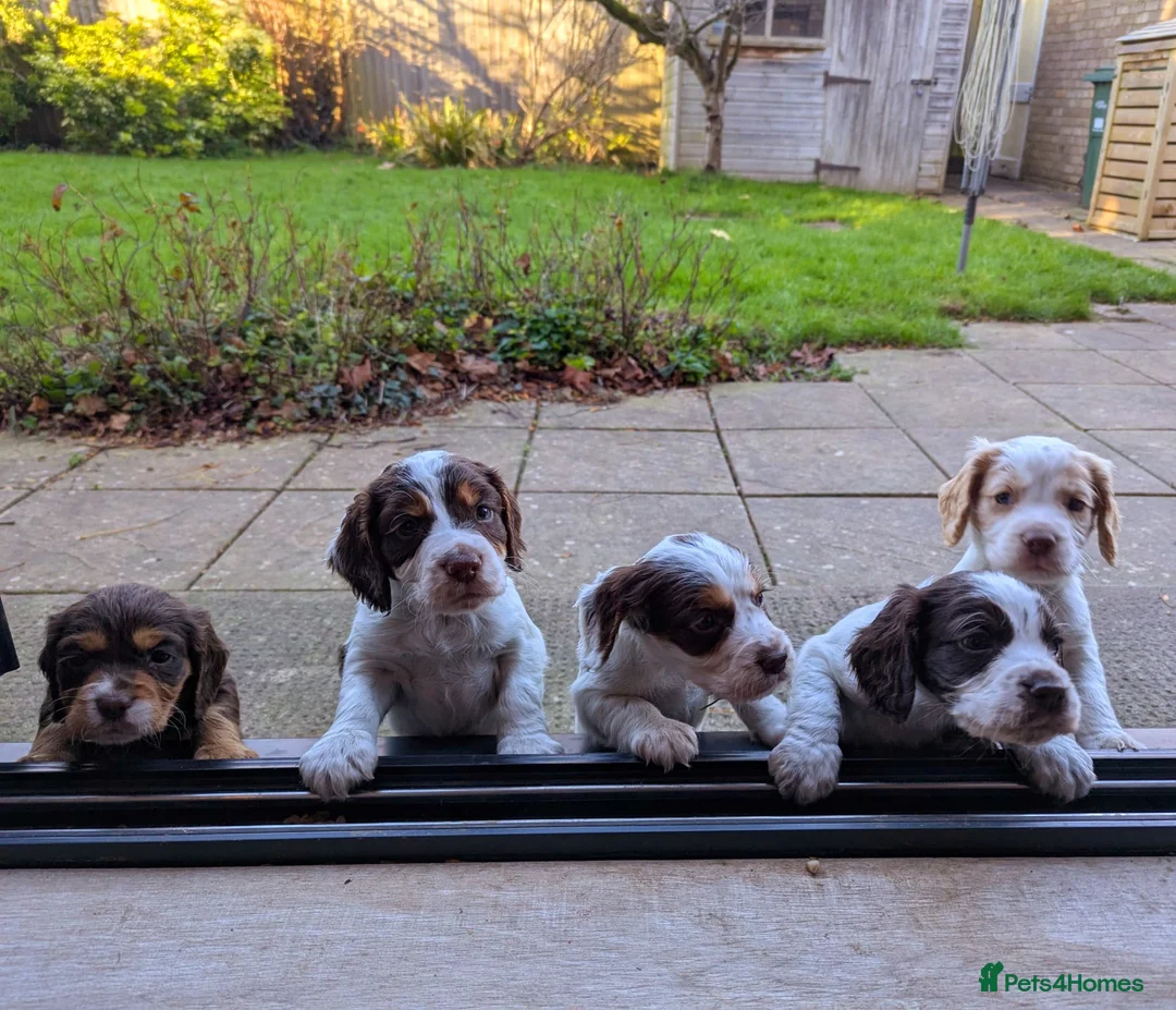 Cocker Spaniel dogs for stud: KC Pedigree Cocker Spaniel FULL DNA TESTS in Bristol - Advert 9