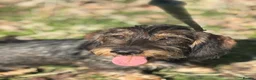 Dachshund dogs for sale: Standard Wired Haired Daschund/ Teckle  - Advert 10