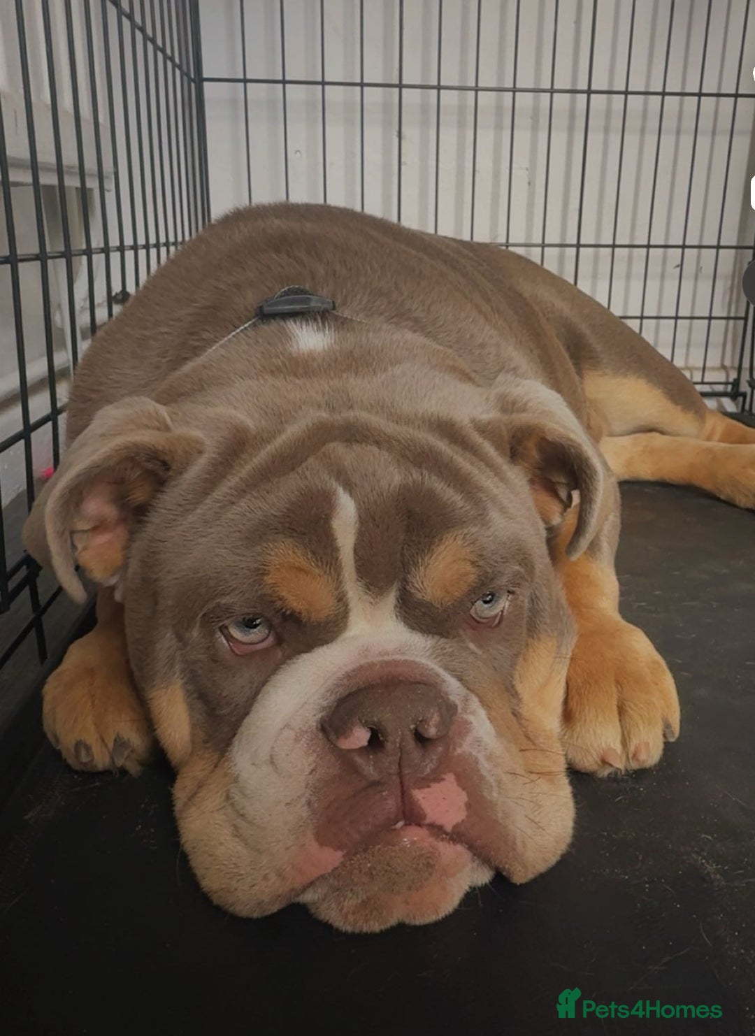 English Bulldog dogs for sale: 💙 Bruiser 💙 - Advert 3