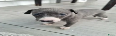 Whippet 4