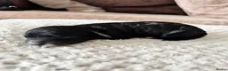 Cavapoo dogs for sale: Beautiful F1B Cavapoo Puppies  - Advert 14