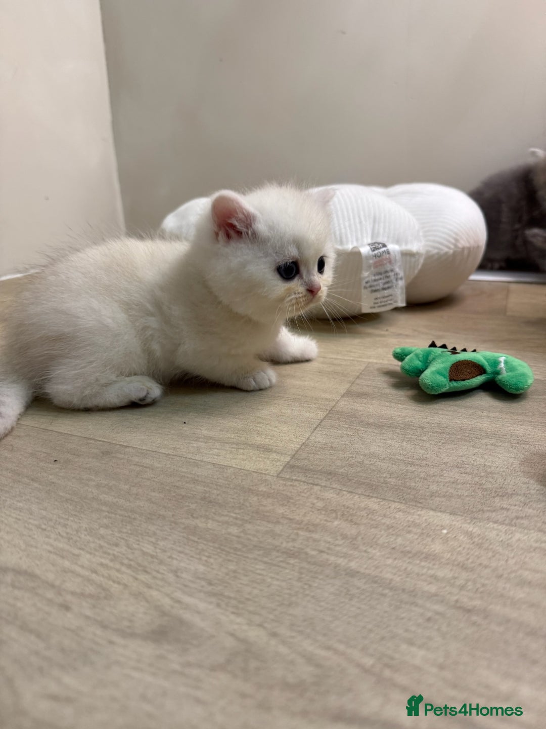 British Shorthair cats for sale: Affectionate lap cats health tested parents  - Advert 4