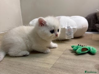 British Shorthair cats - Advert 32