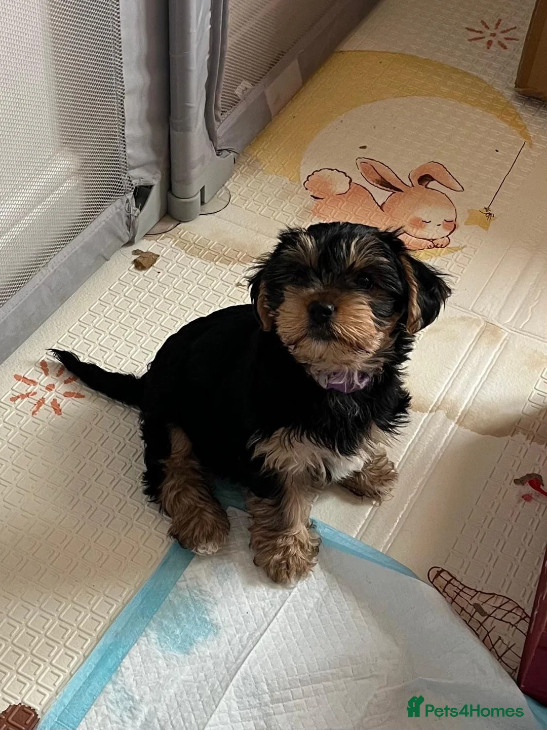 Yorkshire Terrier dogs for sale: READY NOW..PEDIGREE YORKSHIRE TERRIER FOR SALE - Advert 9