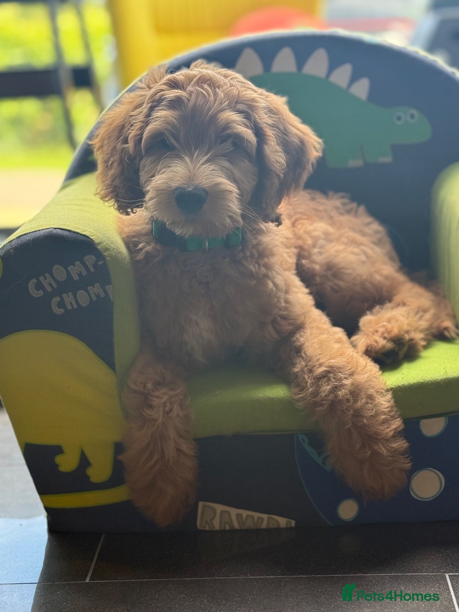 Australian Labradoodle dogs DOODLE BONKERS  - Advert 2