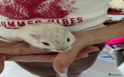 Gerbil rodents for sale: Two female gerbils  - Image 2