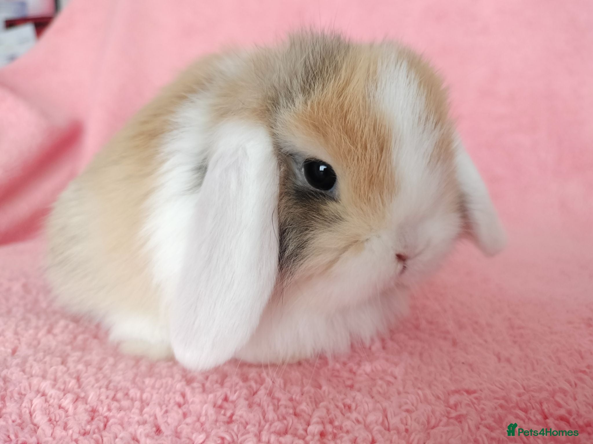 Mini Lop rabbits Baby mini lops for sale  - Advert 13