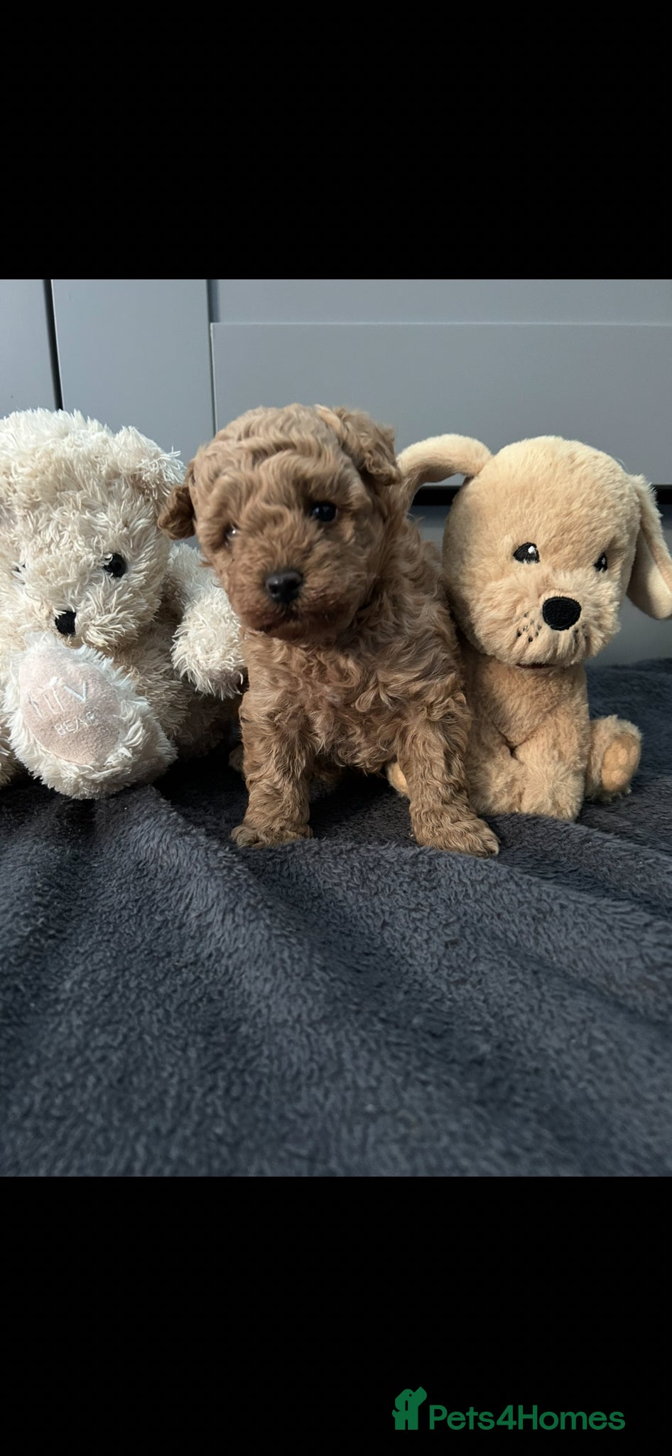 Maltipoo dogs Tiny Toy Maltipoo puppies - Advert 2