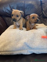 Jack Russell dogs - Advert 2