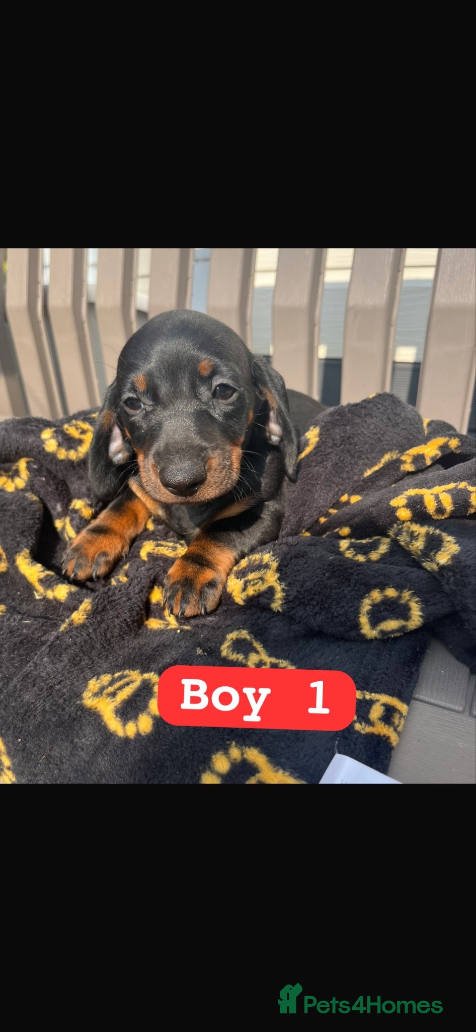 Dachshund dogs Dachshund puppies  - Advert 13