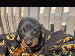 Dachshund dogs Dachshund puppies - Advert 4