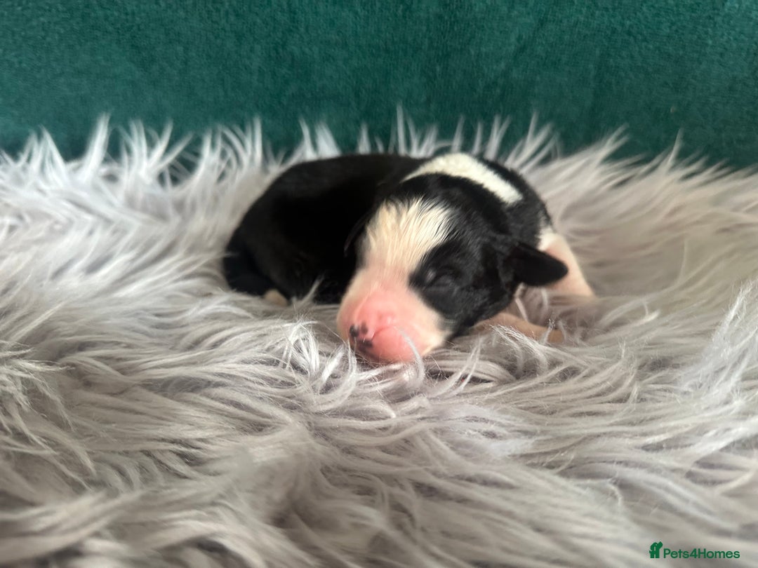 Australian Shepherd dogs for sale: Beautiful Australian Shepherds  - Image 6