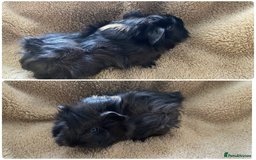 Guinea Pig rodents for sale: Male guinea pigs  - Image 2