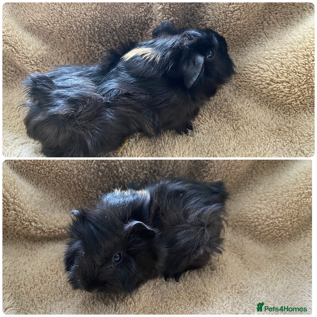 Guinea Pig rodents for sale: Male guinea pigs  - Image 2