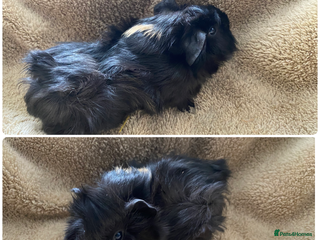 Guinea Pig rodents Male guinea pigs - Advert 10