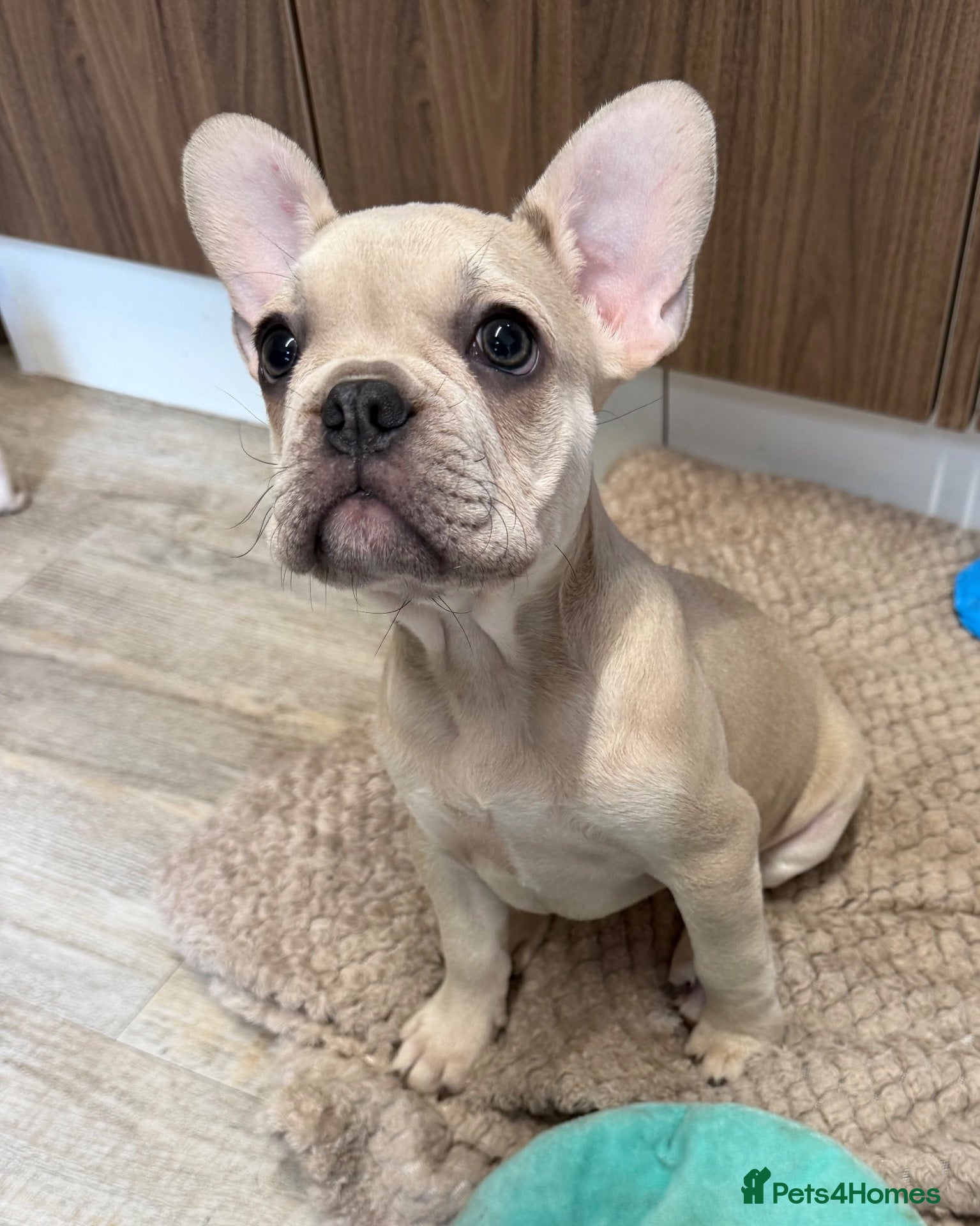 French Bulldog dogs 1 male french bulldog for sale - Advert 9