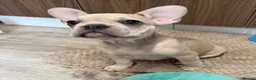 French Bulldog dogs for sale: 2 beautiful French bulldogs  - Advert 3