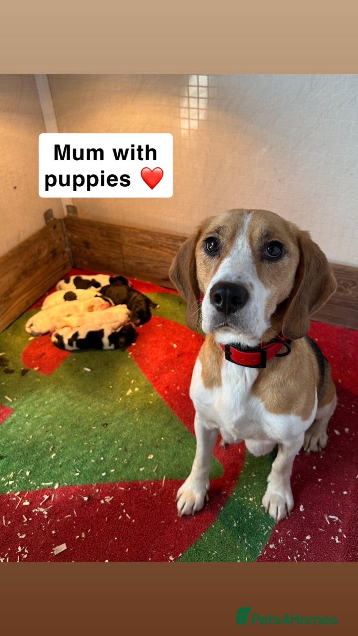 Beaglier dogs Beagle x puppies  - Advert 4